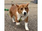 Adopt Topsy $500 a Corgi / Mixed dog in West Milwaukee, WI (41568670)