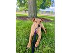 Adopt Bristol $450 a Labrador Retriever / Mixed dog in West Milwaukee