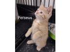 Adopt Perseus a Orange or Red Tabby Domestic Shorthair (short coat) cat in