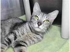 Adopt Brioche a Domestic Shorthair / Mixed cat in Millersville, MD (41568616)