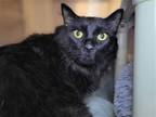 Adopt Charlie a All Black Domestic Mediumhair / Mixed cat in Millersville
