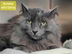 Adopt Beary a Gray or Blue Domestic Longhair / Mixed cat in Millersville