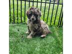 Mutt Puppy for sale in Chester, SC, USA