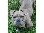 Adopt Rainey a Gray/Blue/Silver/Salt & Pepper American Pit Bull Terrier / Mixed