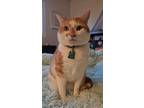 Adopt Carl (Bonded) a Orange or Red (Mostly) Domestic Shorthair / Mixed (short