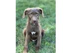 Adopt Kyle a Labrador Retriever / Mixed dog in Willingboro, NJ (41568162)