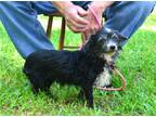 Adopt Lucy a Terrier (Unknown Type, Medium) / Mixed dog in Willingboro