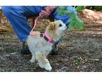 Adopt MoMo a Pomeranian / Mixed dog in Willingboro, NJ (41568155)