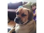 Adopt Fred a Tan/Yellow/Fawn - with Black Pug / Beagle / Mixed dog in