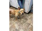 Adopt Jacob a Labrador Retriever / Mixed dog in Darlington, SC (41568632)