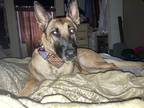 Adopt Hilda a Brown/Chocolate - with Black Belgian Malinois / Mixed dog in
