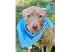 Adopt Nugget a Labrador Retriever / Mixed dog in Darlington, SC (41568629)