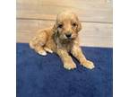 Goldendoodle Puppy for sale in Stephenville, TX, USA