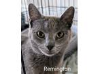 Adopt Remington Steele a Gray or Blue Polydactyl/Hemingway (short coat) cat in