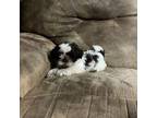 Shih Tzu Puppy for sale in Andrews, SC, USA