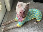 Adopt Zeus a Tan/Yellow/Fawn - with White American Pit Bull Terrier / Mixed dog