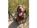 Adopt Bourbon a Brown/Chocolate Labrador Retriever / Mixed dog in Torrance