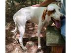 Adopt Louie a English Pointer / Mixed dog in York, SC (41568558)