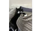 Adopt Ace a Black & White or Tuxedo Domestic Shorthair / Mixed (short coat) cat