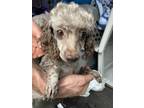 Adopt Hershey a Gray/Blue/Silver/Salt & Pepper Poodle (Toy or Tea Cup) / Mixed