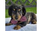 Dachshund Puppy for sale in Interlaken, NY, USA