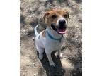 Adopt Aisling a White - with Brown or Chocolate Mountain Cur / Mixed dog in