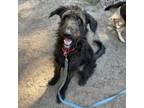 Adopt Olcan a Mixed Breed