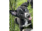 Adopt Franco a Black - with White Retriever (Unknown Type) / Mixed Breed