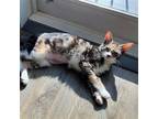 Adopt Verbena a Domestic Shorthair / Mixed cat in Candler, NC (41568151)