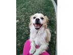 Adopt Peanut Butter a White - with Tan, Yellow or Fawn Spaniel (Unknown Type) /