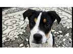 Adopt Bear a Bernese Mountain Dog / Mixed dog in Tampa, FL (41568147)