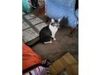 Adopt Dipper a Brown Tabby American Shorthair / Mixed (short coat) cat in