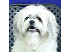 Adopt Lady Misty a Shih Tzu / Mixed dog in Midland, TX (41568598)