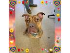 Adopt Bowser a Brown/Chocolate - with Black American Pit Bull Terrier / Labrador