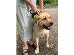 Adopt Madison a Tan/Yellow/Fawn Labrador Retriever / Mixed dog in Oak Bluffs