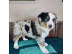 Australian Shepherd Puppy for sale in Tonasket, WA, USA