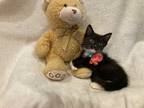Adopt Nellie a Black & White or Tuxedo Domestic Shorthair (short coat) cat in