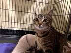 Adopt Eilish a Domestic Shorthair / Mixed (short coat) cat in Meriden