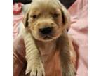 Golden Retriever Puppy for sale in Sheridan, MI, USA