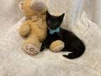 Adopt Forrest a All Black Domestic Shorthair (short coat) cat in Metairie
