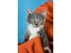Adopt Nicole a Gray, Blue or Silver Tabby Domestic Longhair (medium coat) cat in