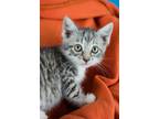 Adopt Nettie a Brown Tabby Domestic Longhair (medium coat) cat in Minneapolis