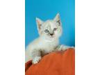 Adopt Naomi a Cream or Ivory (Mostly) Domestic Longhair (medium coat) cat in