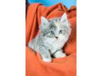 Adopt Nancy a Calico or Dilute Calico Domestic Longhair (medium coat) cat in