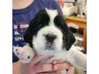 English Springer Spaniel Puppy for sale in Baraboo, WI, USA
