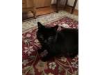 Adopt Sidney a All Black Domestic Shorthair / Mixed (short coat) cat in
