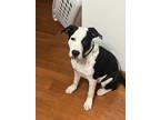 Adopt River a Black - with White American Pit Bull Terrier / Terrier (Unknown