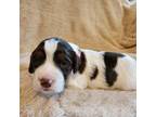 English Springer Spaniel Puppy for sale in Baraboo, WI, USA