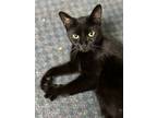 Adopt Poppi a All Black Domestic Shorthair / Mixed (short coat) cat in Devon