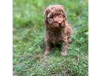 Poodle (Toy) Puppy for sale in Boyertown, PA, USA